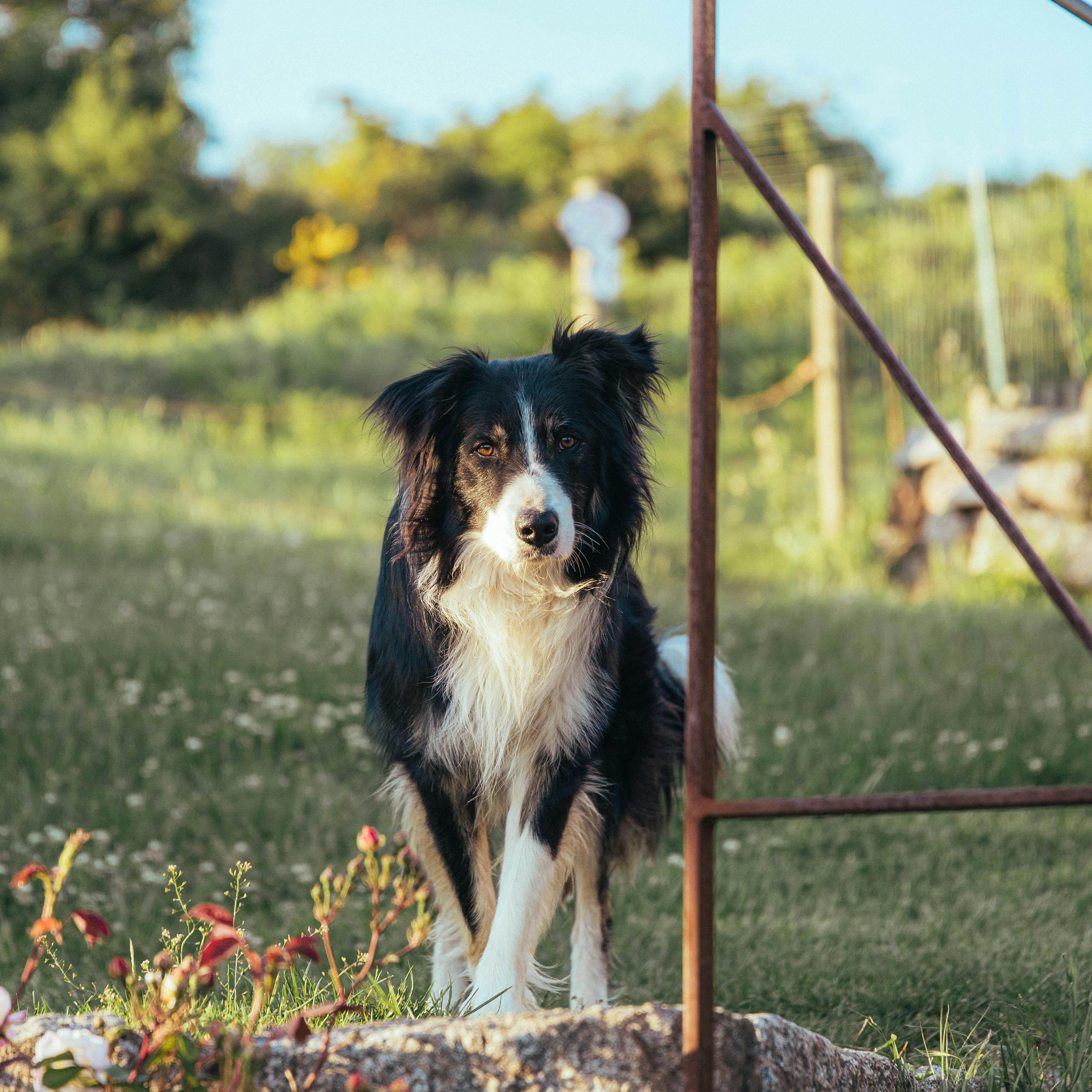 Waarom Regelmatige Verzorging van je Hond Essentieel is voor een Gezonde en Gelukkige Levensstijl - Duke & Scoop