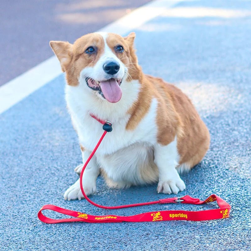 2 - in - 1 Slipriem & Halsband - Duke & Scoop