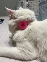 Foto van Anonymous