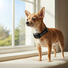 Blafband voor Kleine tot Medium Honden - Zwart, Vibration, Oplaadbaar - Duke & Scoop