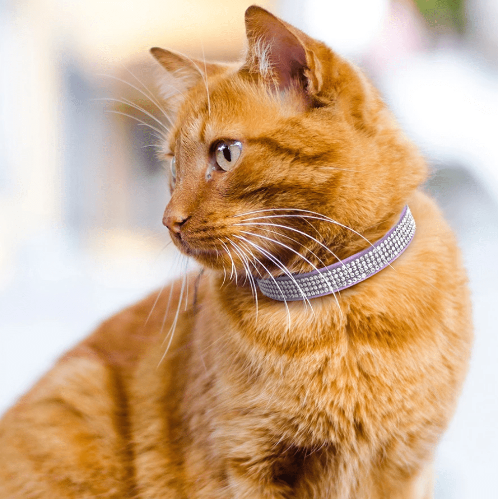 Bling Zachte Leren Halsband - Duke & Scoop