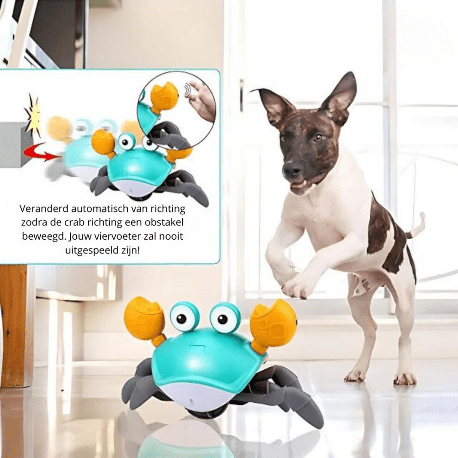 Crabwalk - Speelgoed voor Honden - Duke & Scoop