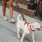 DogsChain - Realistische riem van IJzer - Duke & Scoop