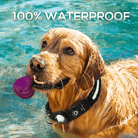 GlowTrack Airtag Hondenhalsband - Duke & Scoop