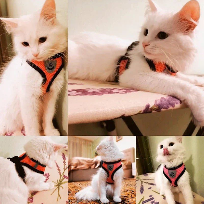 Hond - & Kattenharnas met Riem - Duke & Scoop