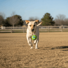 Honden Speelbal met Geluid - Hondenspeelgoed - Interactieve Hondenspeelbal - Duke & Scoop