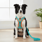 Hondentuig Reflecterend – Comfortabel Nylon Harnas voor Wandelen - Duke & Scoop