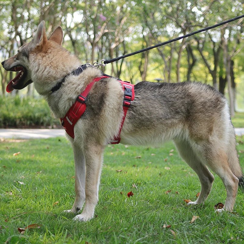 Hondentuig Reflecterend – Verstelbaar Nylon Harnas voor Wandelen - Duke & Scoop
