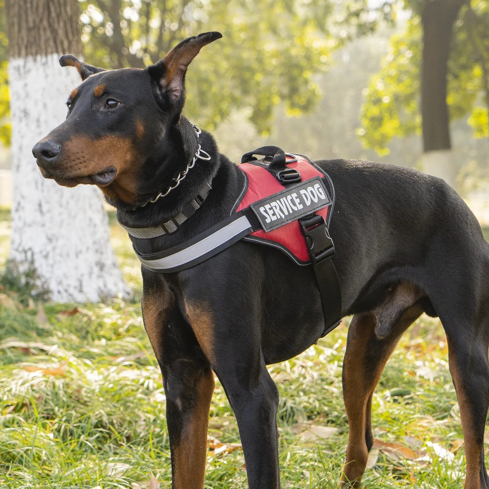 Hondentuig Reflecterend Verstelbaar – Sterk Polyester voor Wandelen - Duke & Scoop