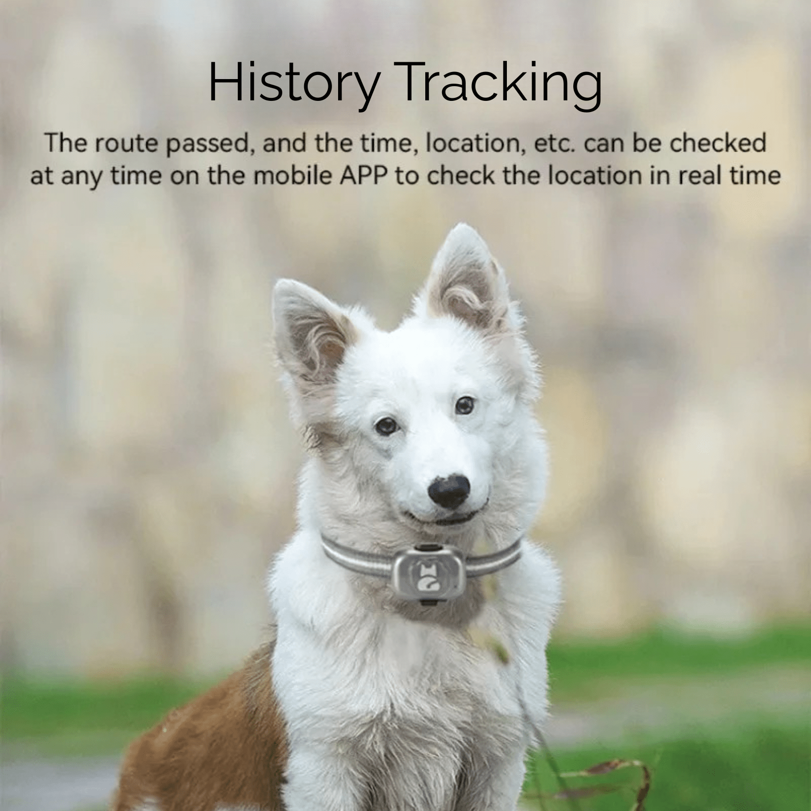 Mini GPS Tracker voor Honden en Katten – Waterdicht - Duke & Scoop