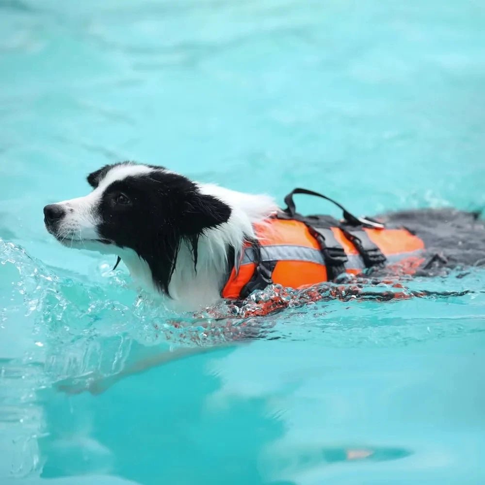 Oranje Zwemvest voor Honden - Duke & Scoop