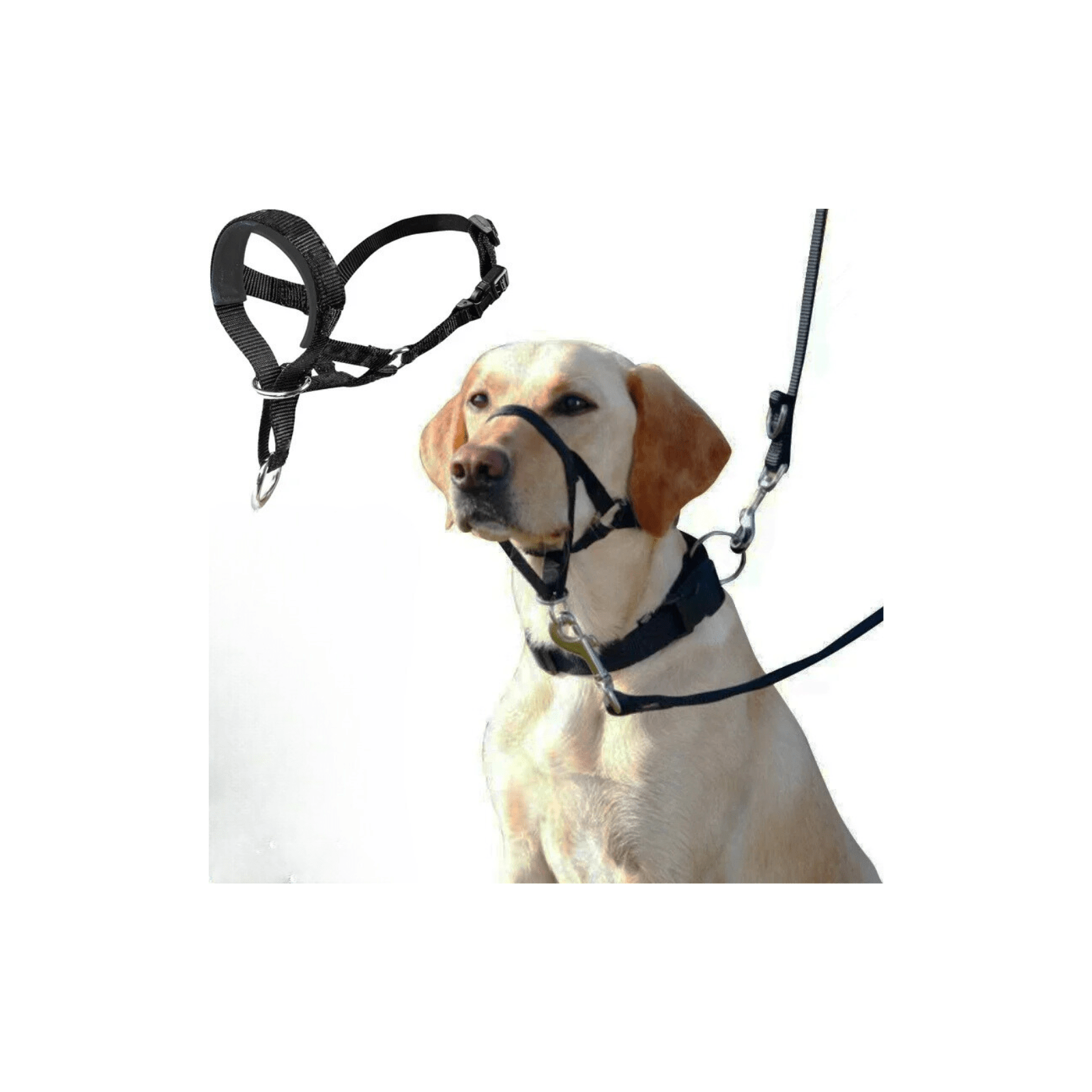 QuietFit –Muilkorf voor honden - Duke & Scoop