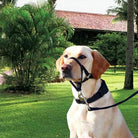 QuietFit –Muilkorf voor honden - Duke & Scoop