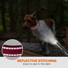 Reflecterende Hondenhalsband met Dubbele D - Ring - Duke & Scoop