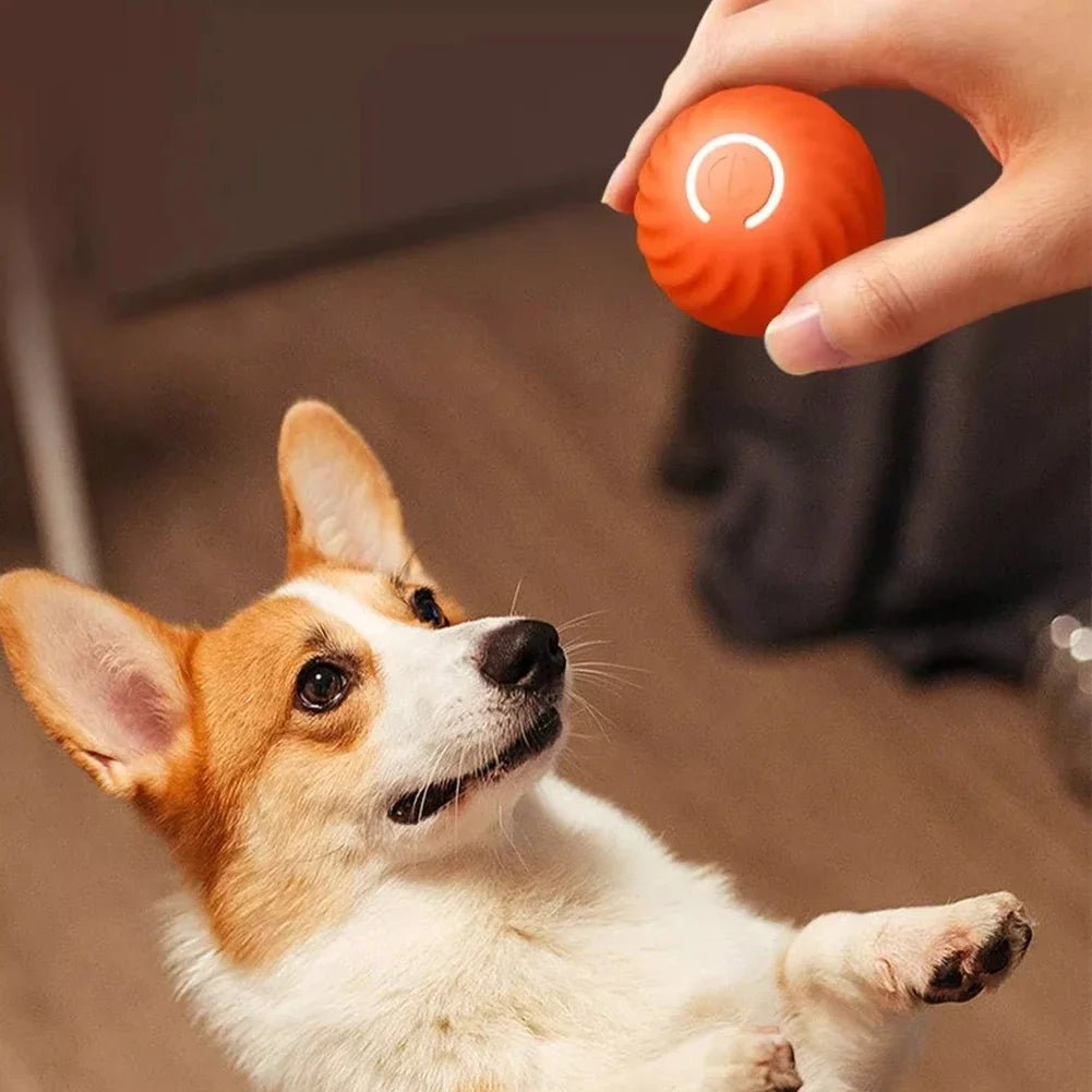 Smart Bal – Elektrisch Rollend Speelgoed voor Honden en Katten - Duke & Scoop