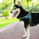 Tactisch Borstharnas voor de Actieve Hond - Duke & Scoop