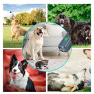 Ultrasone Hondenafschrikker – Zwart – LED - indicator – USB oplaadbaar – Hondentrainer – Anti - blaf apparaat - Duke & Scoop