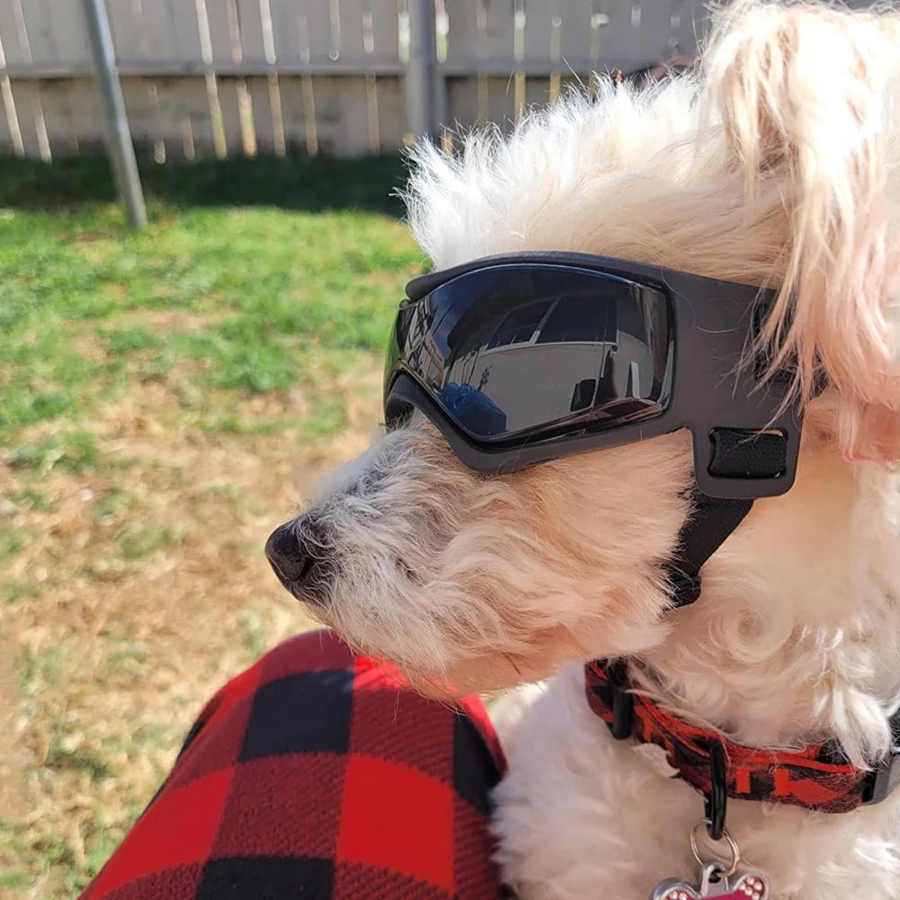 UV - beschermende Zonnebril voor Hond & Kat - Duke & Scoop