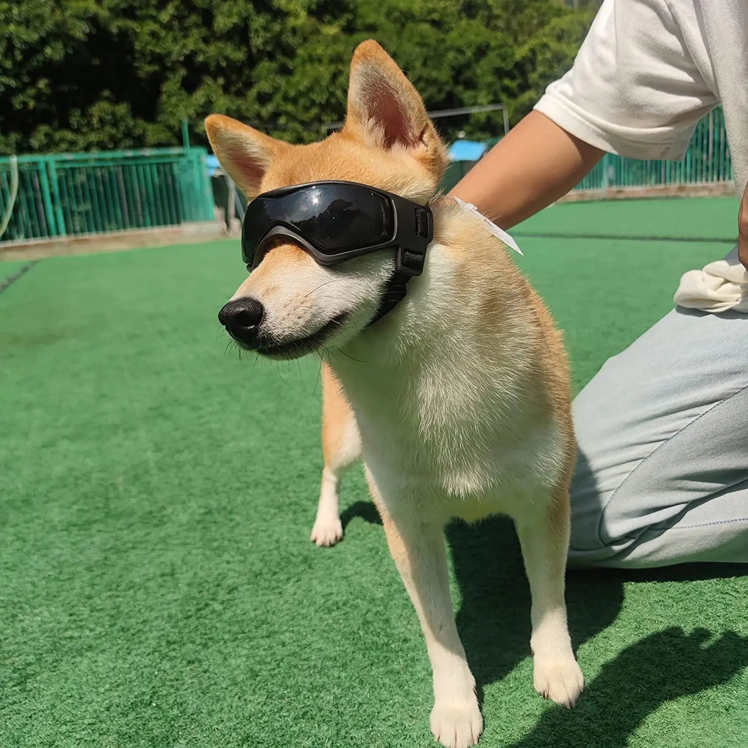 UV - beschermende Zonnebril voor Hond & Kat - Duke & Scoop