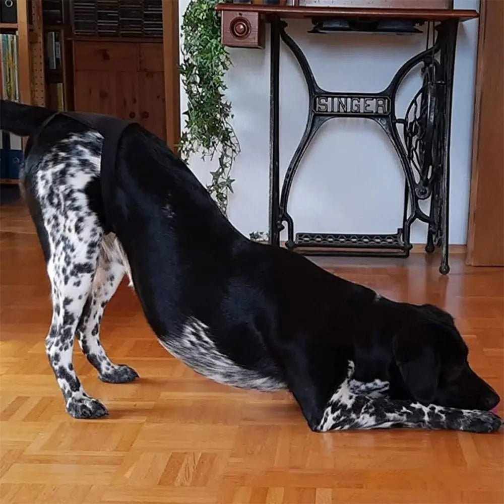 Verstelbare Hygiënebroek voor Honden - Duke & Scoop