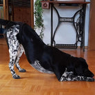 Verstelbare Hygiënebroek voor Honden - Duke & Scoop