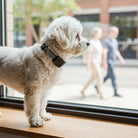 Zwarte Hondentrainingshalsband – Ultrasoon, Waterdicht en Oplaadbaar - Blafband Hond - Duke & Scoop